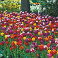 Long Stemmed 2 Months Of Flowering Tulips Mixture