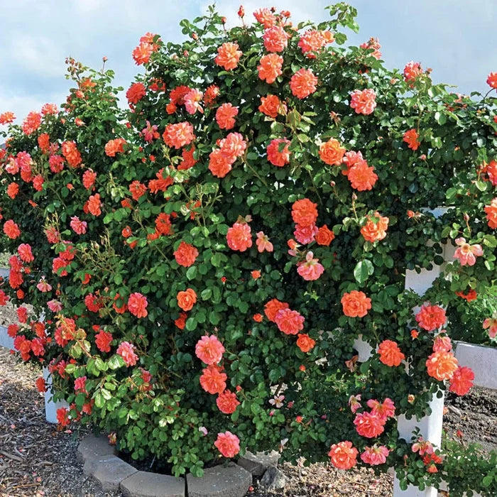 Above All Climbing Rose