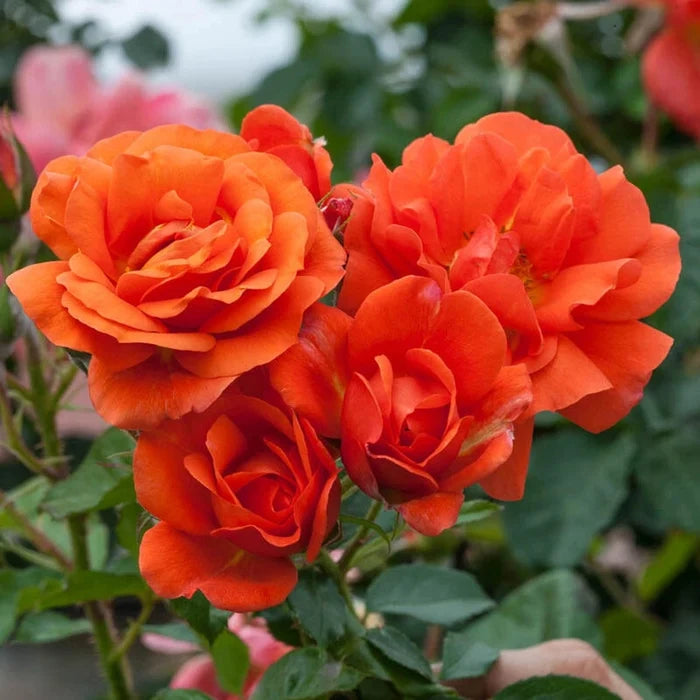 Above All Climbing Rose