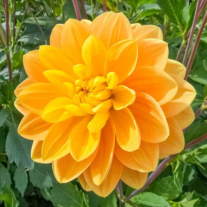 Aladdin's Lamp Dahlia