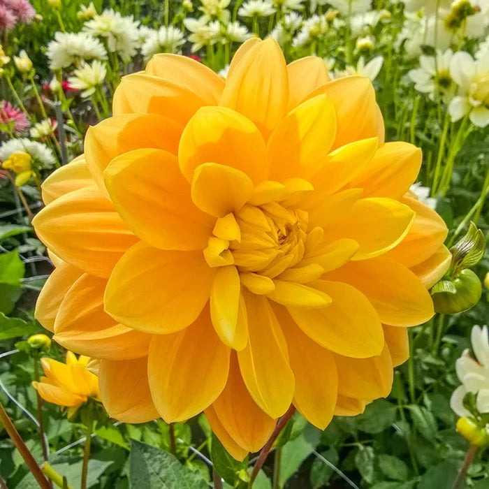 Aladdin's Lamp Dahlia