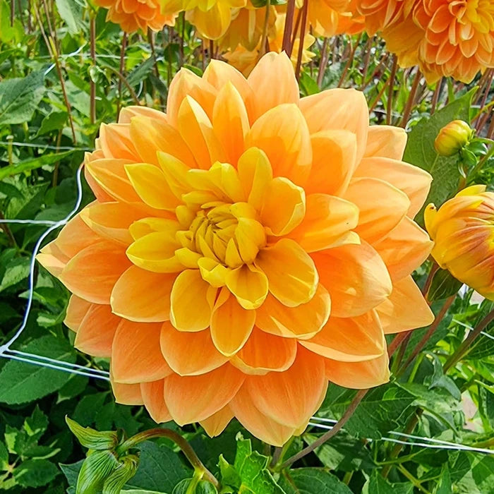 Aladdin's Lamp Dahlia