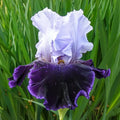 Aleutian Islands Reblooming Bearded Iris