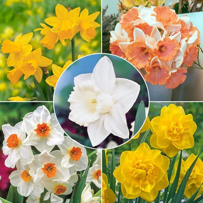 All-Season Award Winning Daffodil Collection