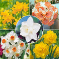 All-Season Award Winning Daffodil Collection