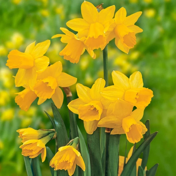 All-Season Award Winning Daffodil Collection
