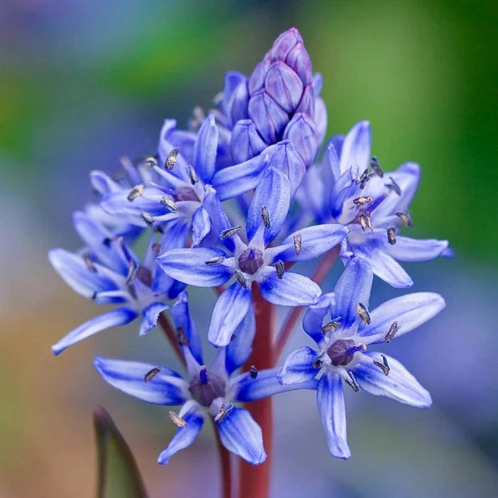 Alpine Squill