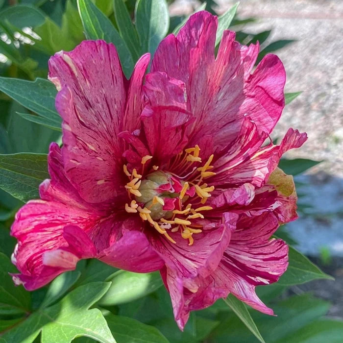 Anderson's Kaleidoscope Itoh Peony