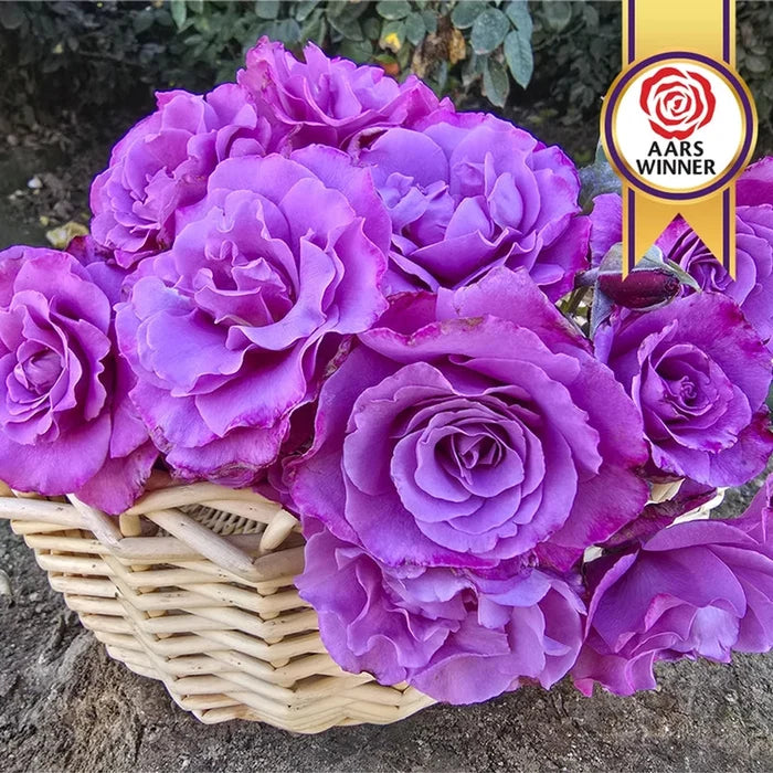Angel Face Floribunda Rose