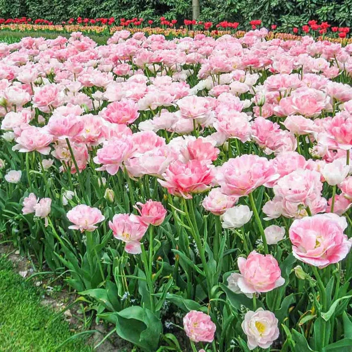 Tulip Angelique