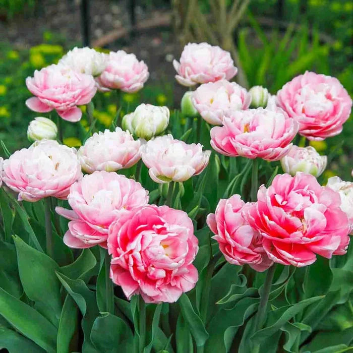 Tulip Angelique