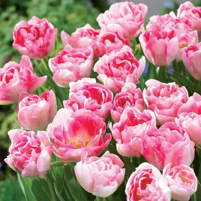 Tulip Angelique