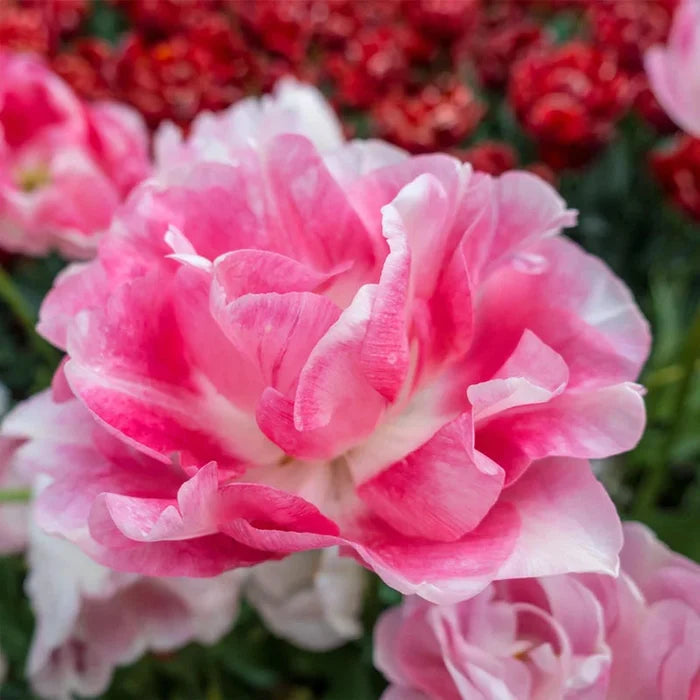 Tulip Angelique