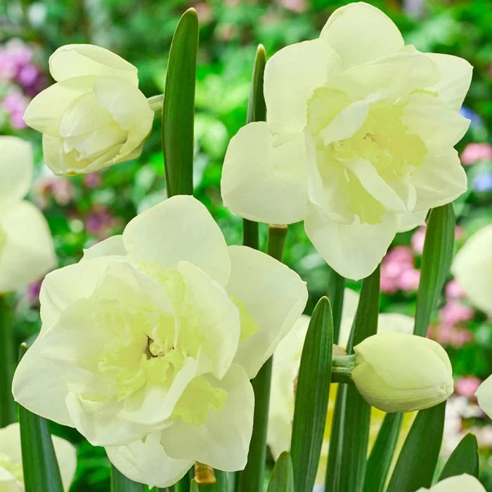 Angkor Daffodil