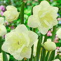 Angkor Daffodil