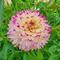 Aphrodite Dahlia