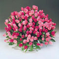 Apple Blossom™  Tulip Mixture