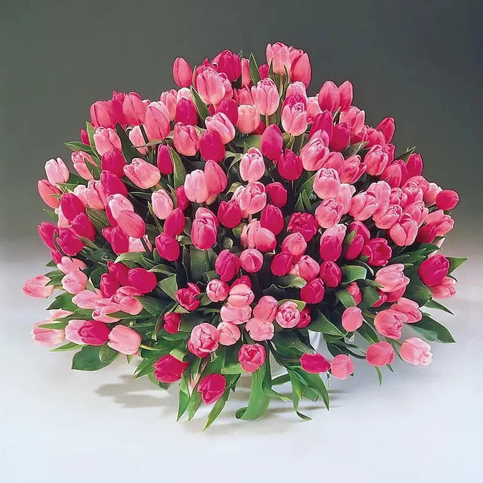 Apple Blossom™  Tulip Mixture