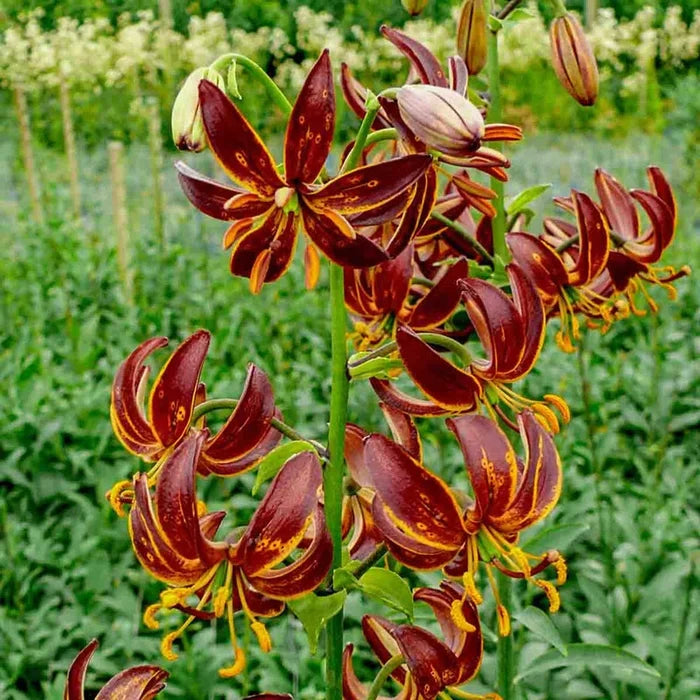 Arabian Lily Knight