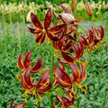 Arabian Lily Knight