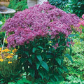 Baby Joe Mistflower