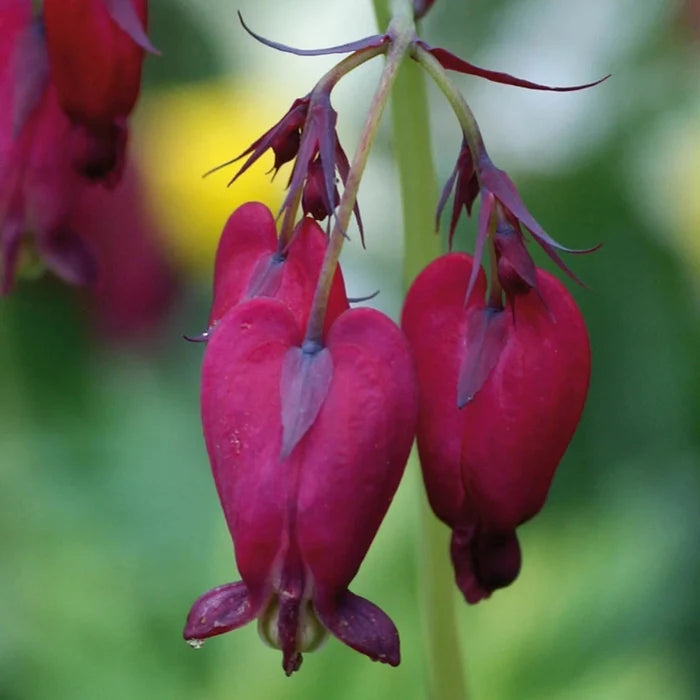 Bacchanal Bleeding Heart