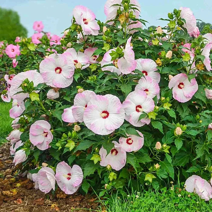 Ballet Slippers Hibiscus