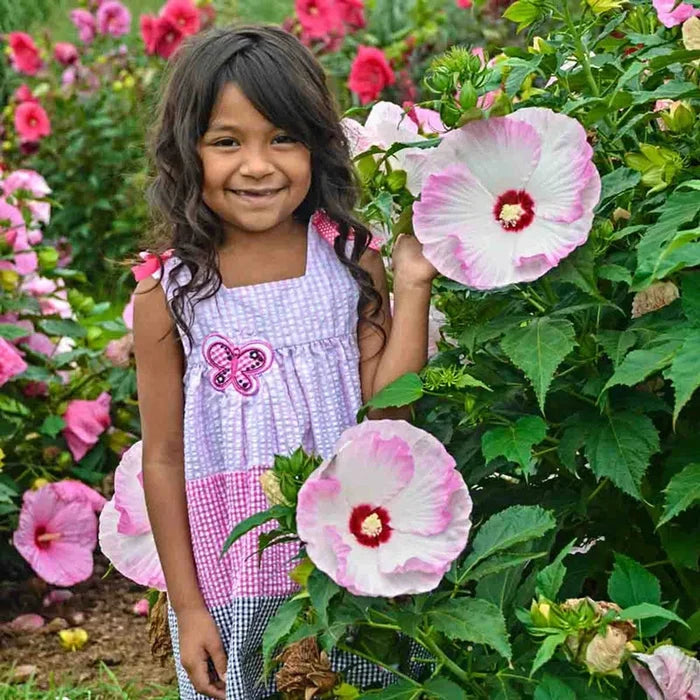 Ballet Slippers Hibiscus