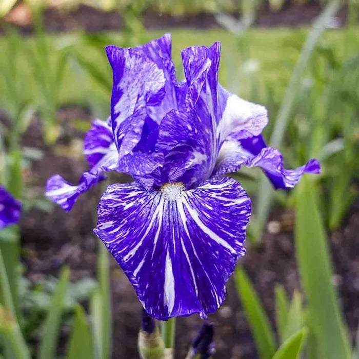 Batik Bearded Iris