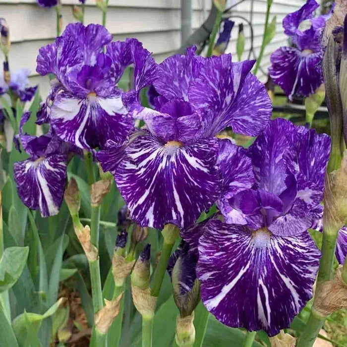 Batik Bearded Iris