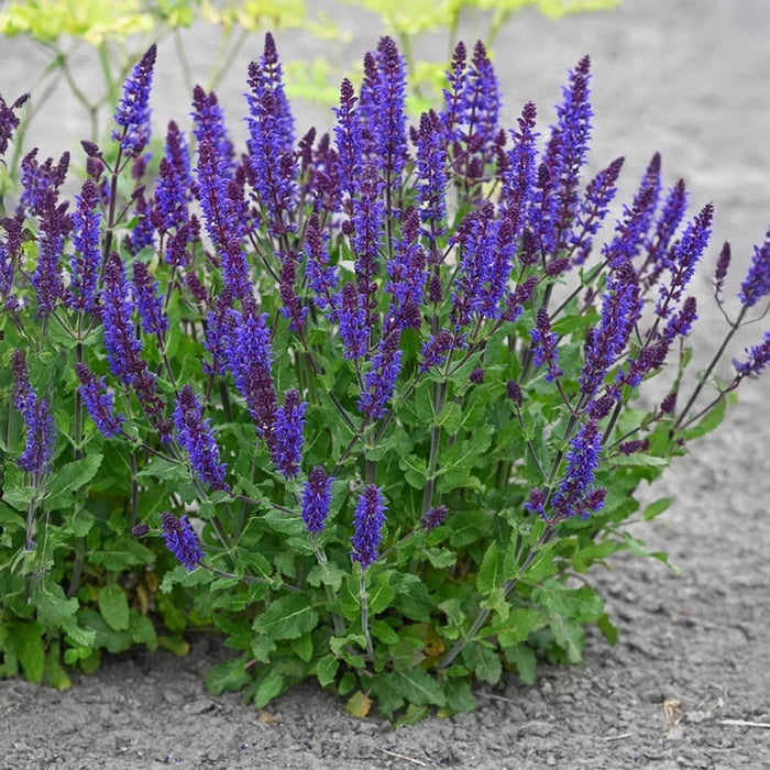Bazuin Dark Night Salvia