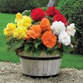 Begonia Superba Mixture Super Sak