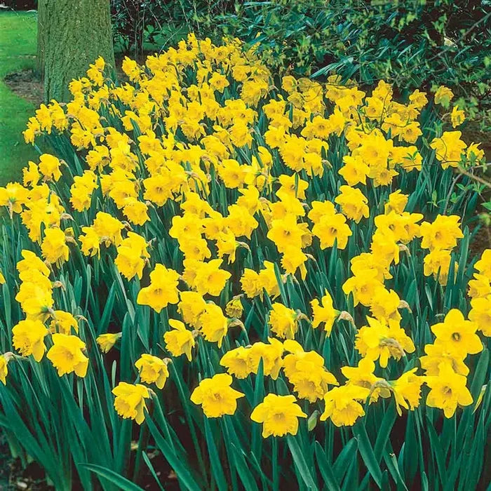 Best Daffodils for Naturalizing Collection