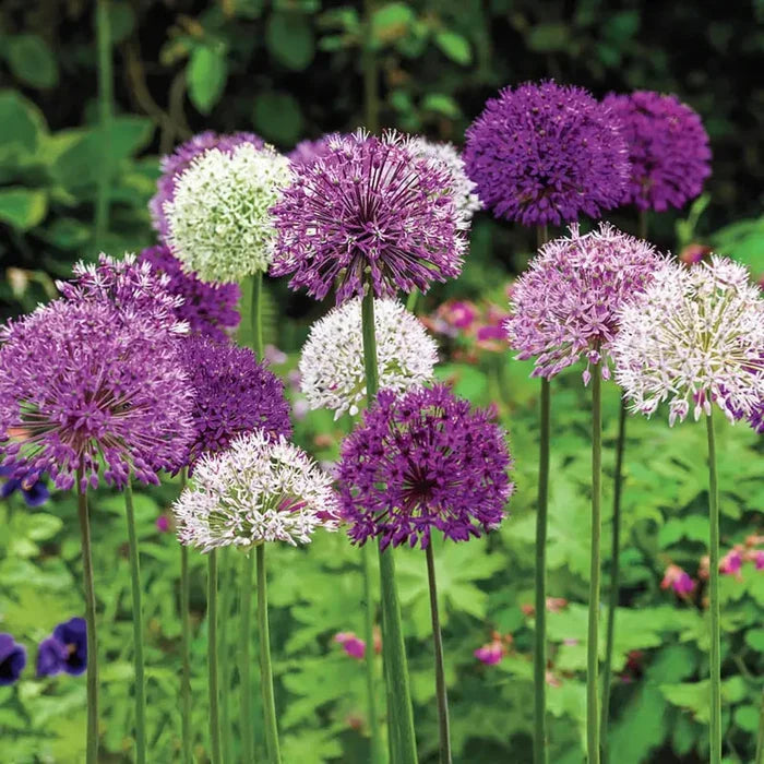 Big Impact Allium Mixture