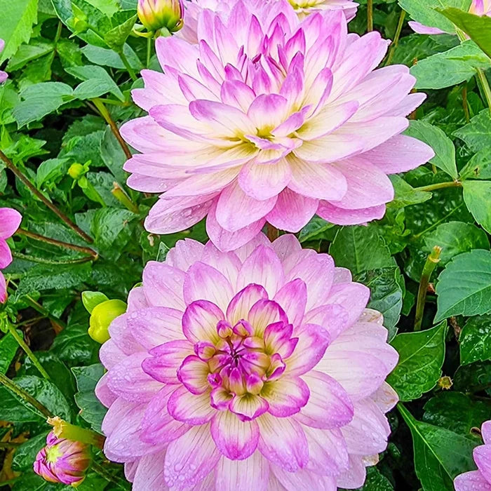Bitsy Border Dahlia