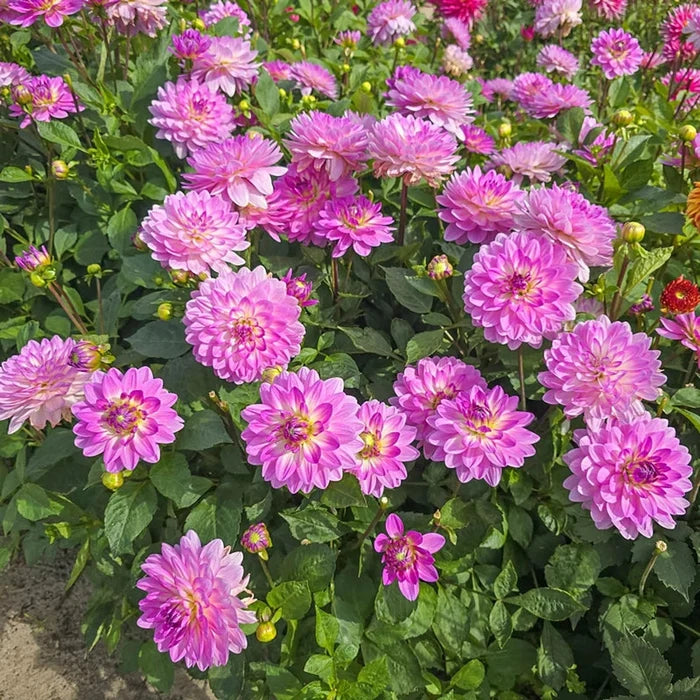 Bitsy Border Dahlia