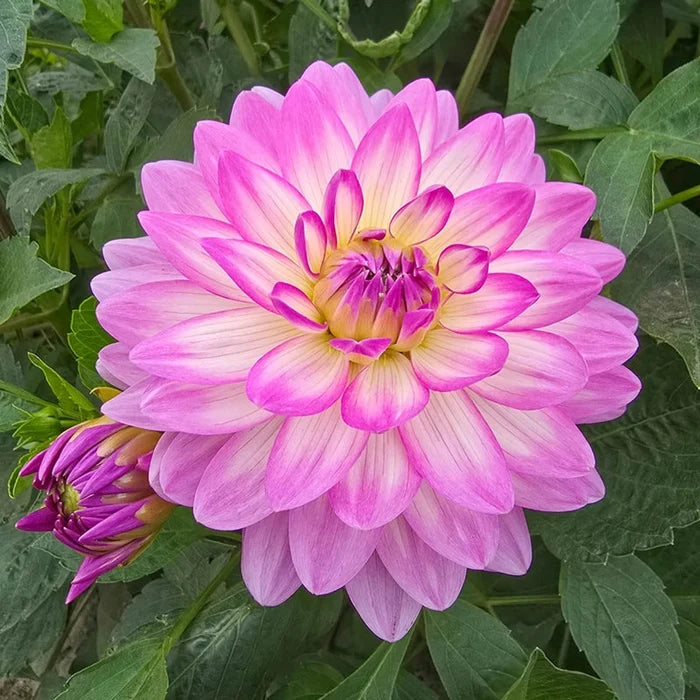 Bitsy Border Dahlia