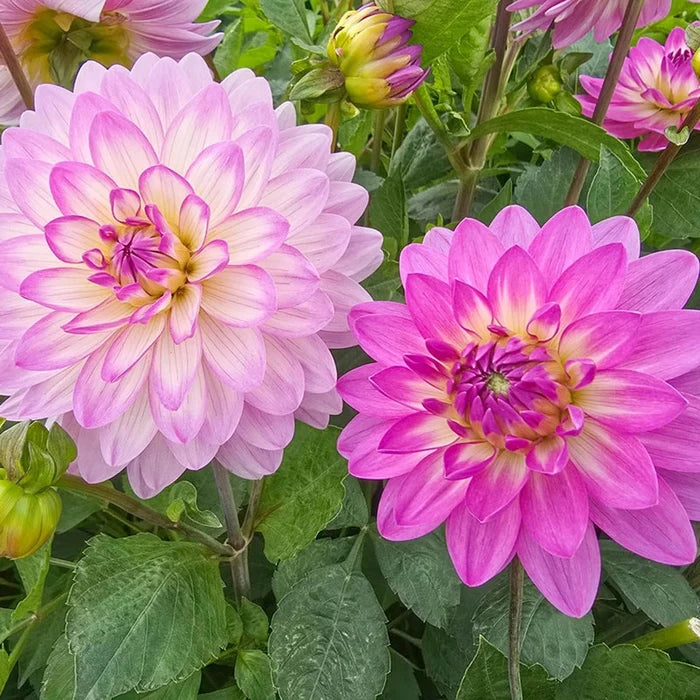 Bitsy Border Dahlia