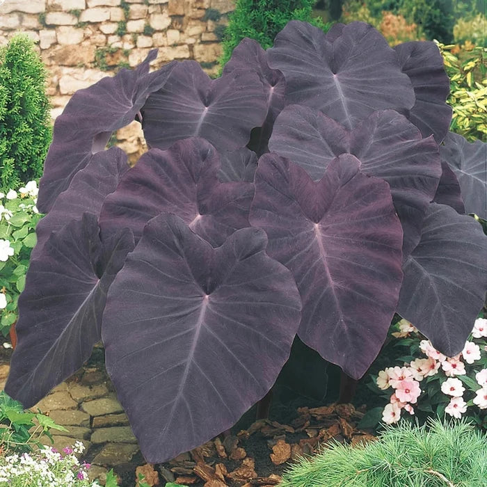 Black Magic Elephant Ears