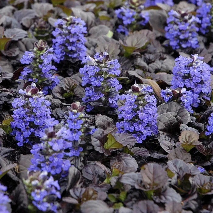 Black Scallop Bugleweed