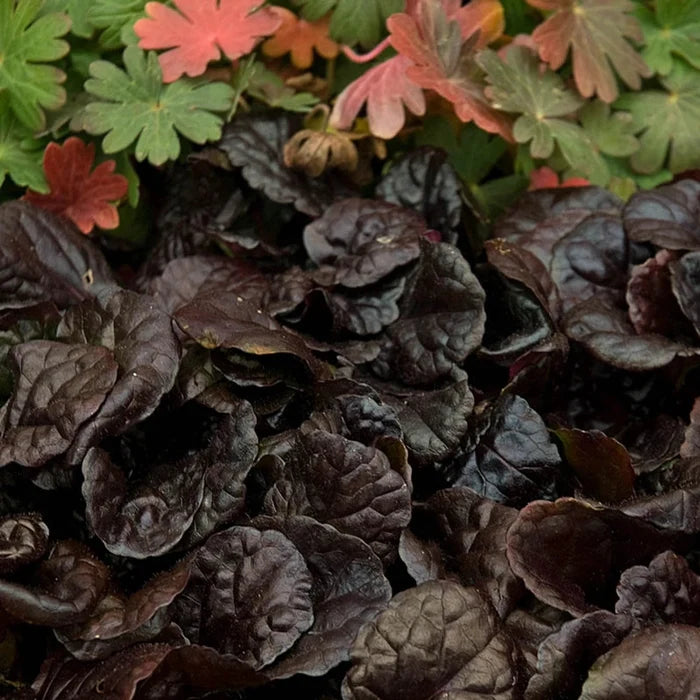 Black Scallop Bugleweed
