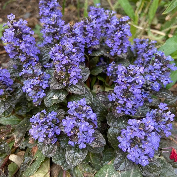 Black Scallop Bugleweed
