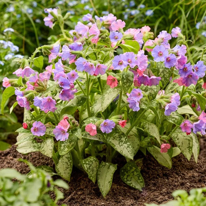 Blake's Silver Lungwort