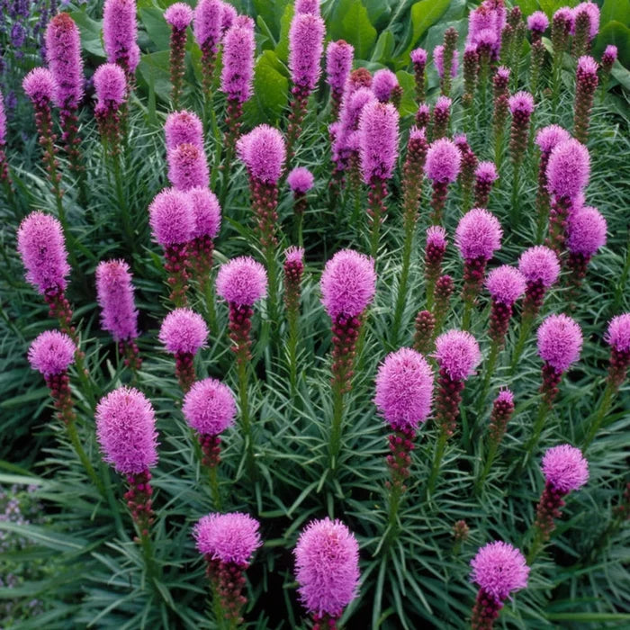 Blazing Star