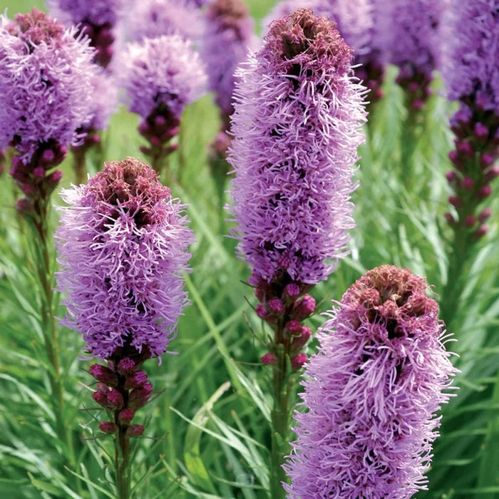 Blazing Star