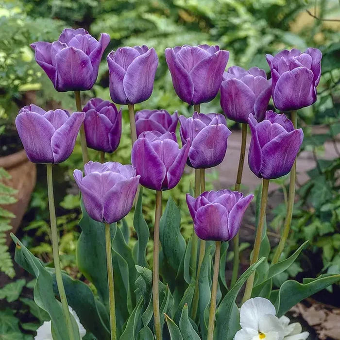 Bleu Aimable Tulip