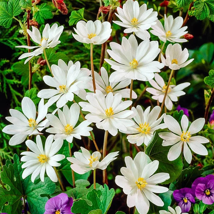 Bloodroot