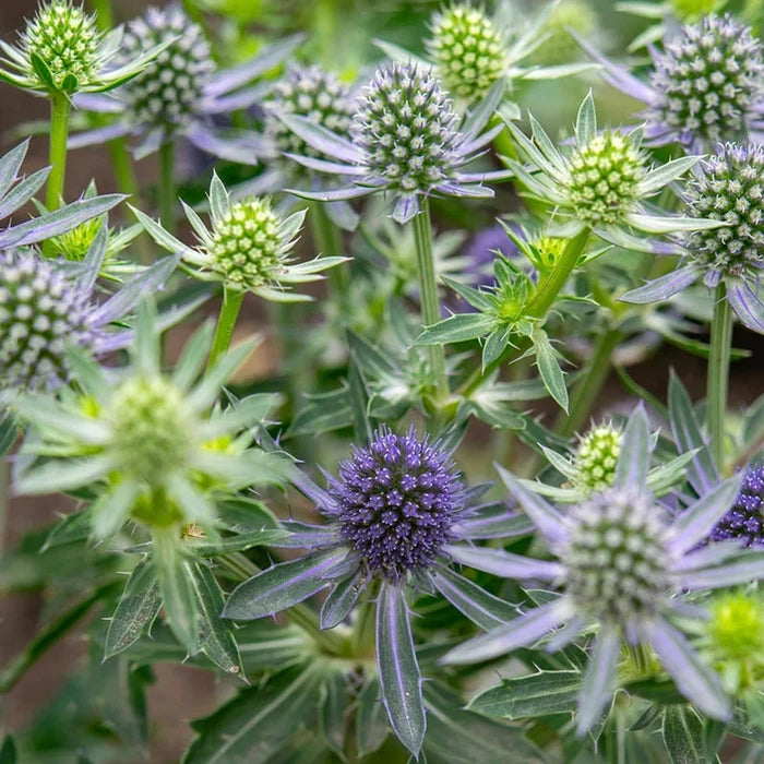 Blue Hobbit Sea Holly