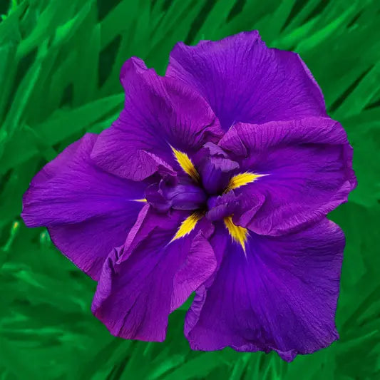 Blueberry Pie Dinner Plate Japanese Iris