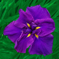 Blueberry Pie Dinner Plate Japanese Iris
